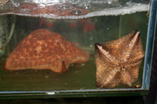 морские звёзды на обед